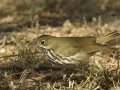 Ovenbird - South Padre Island