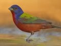 Painted Bunting - Santa Clara Ranch, McCook
