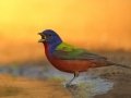 Painted Bunting - Santa Clara Ranch, McCook