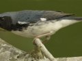 Black-throated Blue Warbler -  South Padre Island