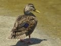 Mottled Duck - South Padre Island