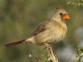 Northern Cardinal - Santa Clara Ranch, McCook