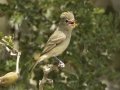 Northern Beardless-Tyrannulet - Estero Llano Grande State Park, Weslaco