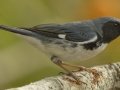 Black-throated Blue Warbler -  South Padre Island
