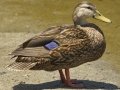 Mottled Duck - South Padre Island