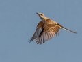 Scissor-tailed Flycatcher - South Padre Island