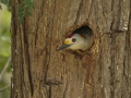 Golden-fronted Woodpecker - Estero Llano Grande State Park, Weslaco
