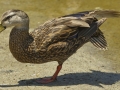 Mottled Duck - South Padre Island