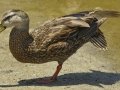 Mottled Duck - South Padre Island