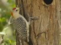 Golden-fronted Woodpecker - Estero Llano Grande State Park, Weslaco