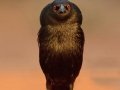 Bronzed Cowbird - Santa Clara Ranch, McCook