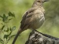 Curve-billed Thrasher - Estero Llano Grande State Park, Weslaco