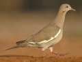 White-winged Dove