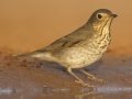Swainson's Thrush - Santa Clara Ranch, McCook