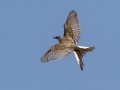 Scissor-tailed Flycatcher - South Padre Island
