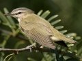 Red-eyed Vireo - South Padre Island
