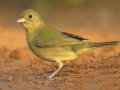 Painted Bunting - Santa Clara Ranch, McCook
