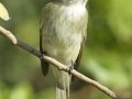 Least Flycatcher - South Padre Island
