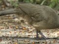 Plain Chachalaca - Frontera Audubon, Weslaco