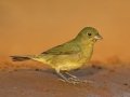 Painted Bunting - Santa Clara Ranch, McCook