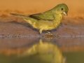 Painted Bunting - Santa Clara Ranch, McCook