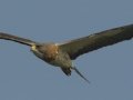 Swainson's Hawk - Superior Turf Farm, San Benito