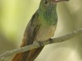 Buff-bellied Hummingbird - Estero Llano Grande State Park, Weslaco