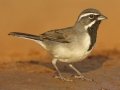 Black-throated Sparrow - Santa Clara Ranch, McCook