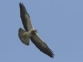 Swainson's Hawk - Superior Turf Farm, San Benito