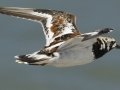 Ruddy Turnstone - South Padre Island