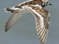 Ruddy Turnstone - South Padre Island