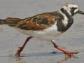 Ruddy Turnstone - South Padre Island