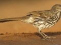 Long-billed Thrasher - Santa Clara Ranch, McCook