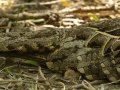 Common Pauraque on nest - Estero Llano Grande State Park, Weslaco