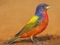 Painted Bunting - Santa Clara Ranch, McCook