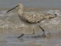 Willet