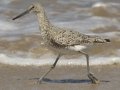 Willet