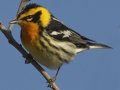 Blackburnian Warbler - South Padre Island