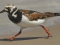 Ruddy Turnstone - South Padre Island