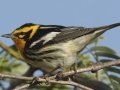 Blackburnian Warbler - South Padre Island