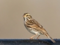 Savannah Sparrow - Bastrop Co.--Sayers Rd. (CR157), Bastrop, Texas, Jan 21, 2023