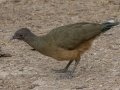 Plain Chachalaca - Bentson-Rio Grande Val, SP WBC (Missioon) (LTC 069), Hidalgo County, Texas, Jan 26, 2023