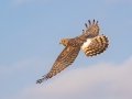 Northern Harrier - Bastrop Co.--Sayers Rd. (CR157), Bastrop, Texas, Jan 21, 2023
