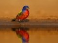 Painted Bunting - Santa Clara Ranch, McCook