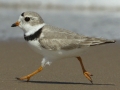 Piping Plover - South Padre Island