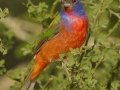 Painted Bunting - Santa Clara Ranch, McCook