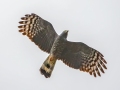 Hook-billed Kite - Bentsen-Rio Grande Val. SP--Kiskadee Bird Blind, Hidalgo, Texas, Jan 26, 2023