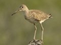 Willet