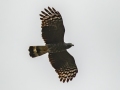 Hook-billed Kite - Bentsen-Rio Grande Val. SP--Kiskadee Bird Blind, Hidalgo, Texas, Jan 26, 2023