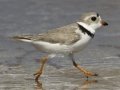 Piping Plover - South Padre Island